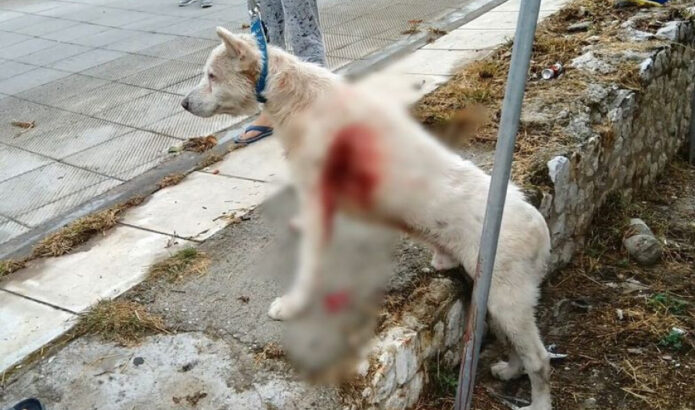 Καθηγητής μαχαίρωνε με μανία σκύλο στη μέση του δρόμου
